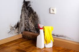 Why You Should Choose Our Mold Remediation Services in Franklin Lakes, NJ